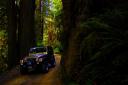 Jeeping the giant redwoods