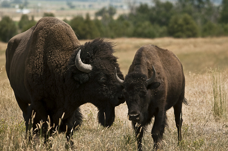 buffalo love