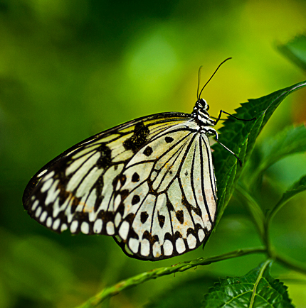 _dsc5190-key-west-butterfly-crop.jpg