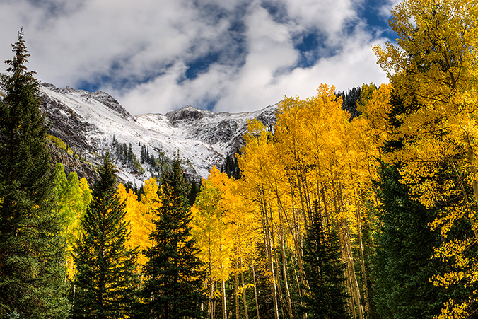 snow and golden aspens