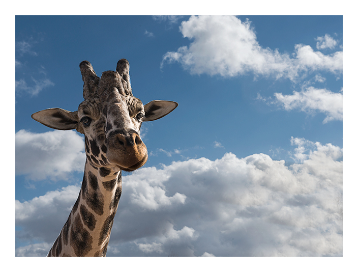 DSC_6253--2013-11-16-Out-of-Africa-giraffe-grd