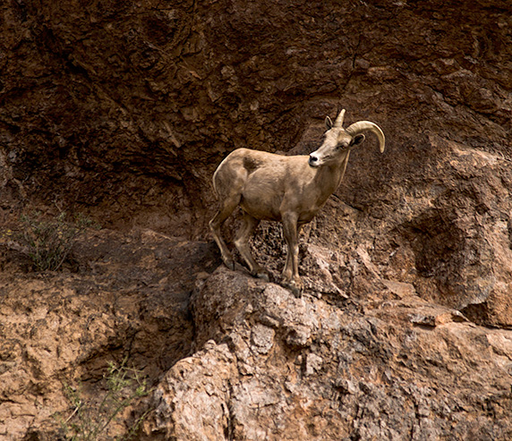_DSC0635-2014-03-04-Montana-Mtn-Desert-Big-Horn-Sheep-crp