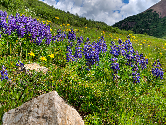 Silvery lupines with marble in Paradise Divide